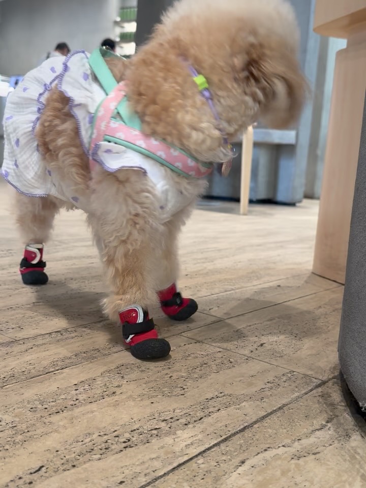 Adorable pets and owners at a YGTN strolling event