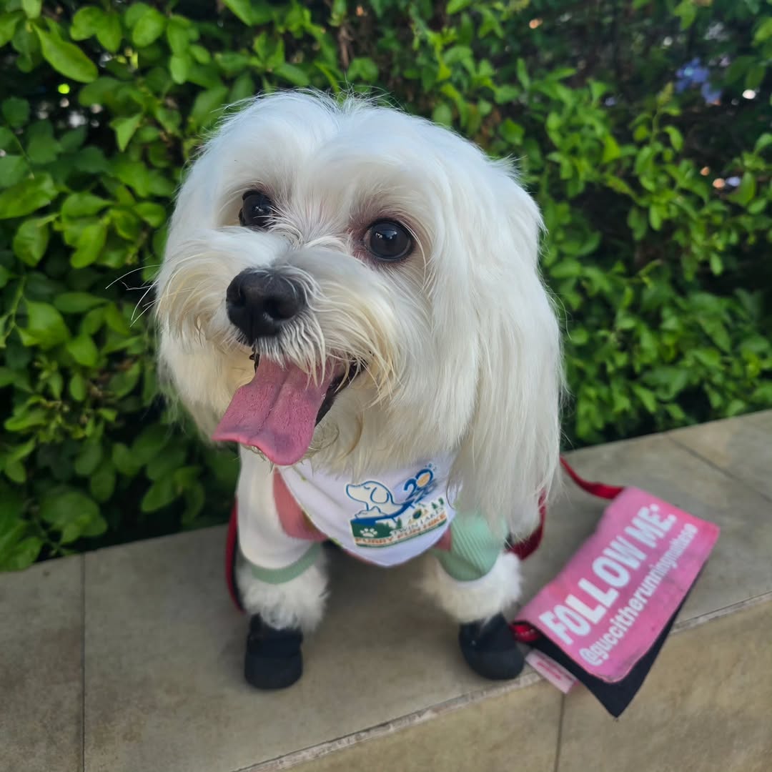 Happy pet with its fur-parent at a YGTN community event