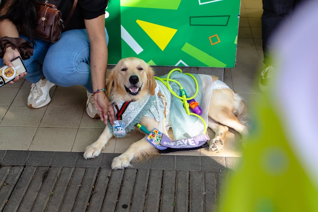 Fun hike participants and their dressed-up pets