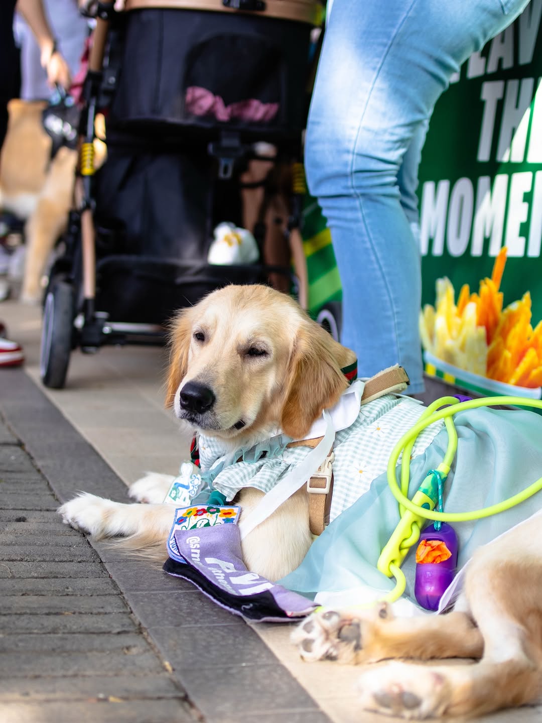 Fur-parents connecting at a YGTN community event