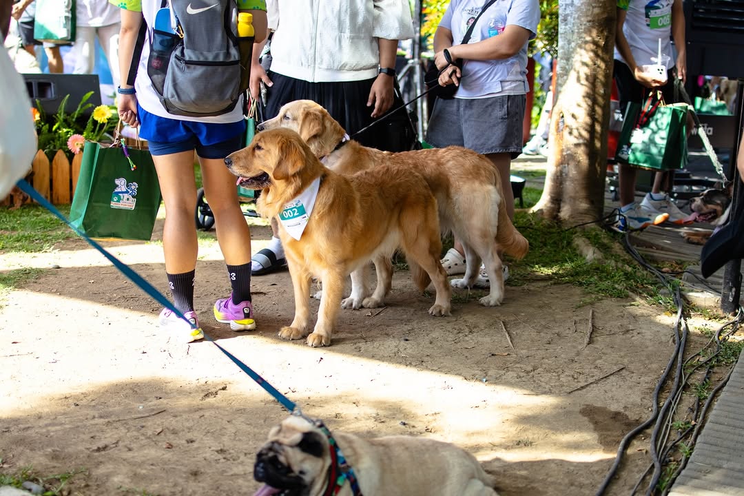 Happy dogs enjoying the YGTN event day