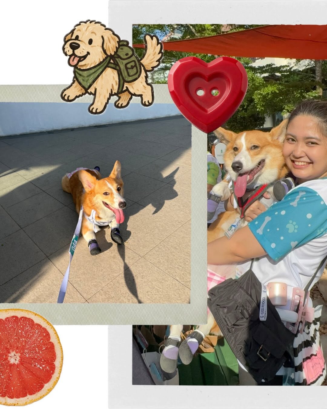 A well-dressed dog at a YGTN pet community event