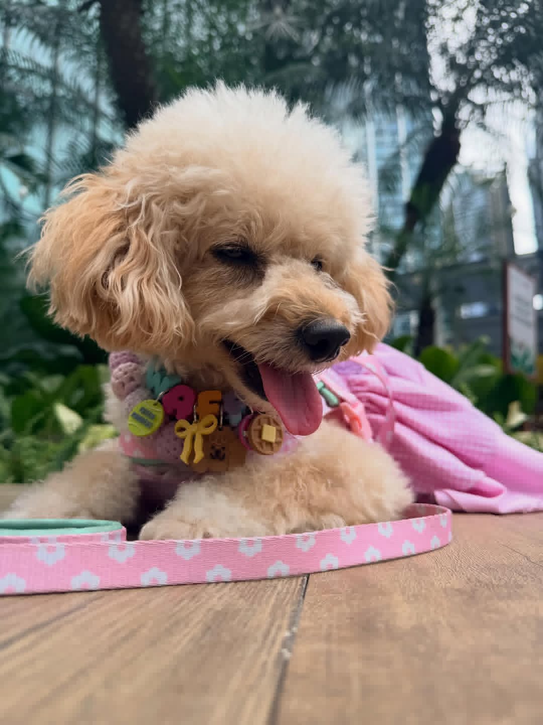 Close-up of poodle at pet event