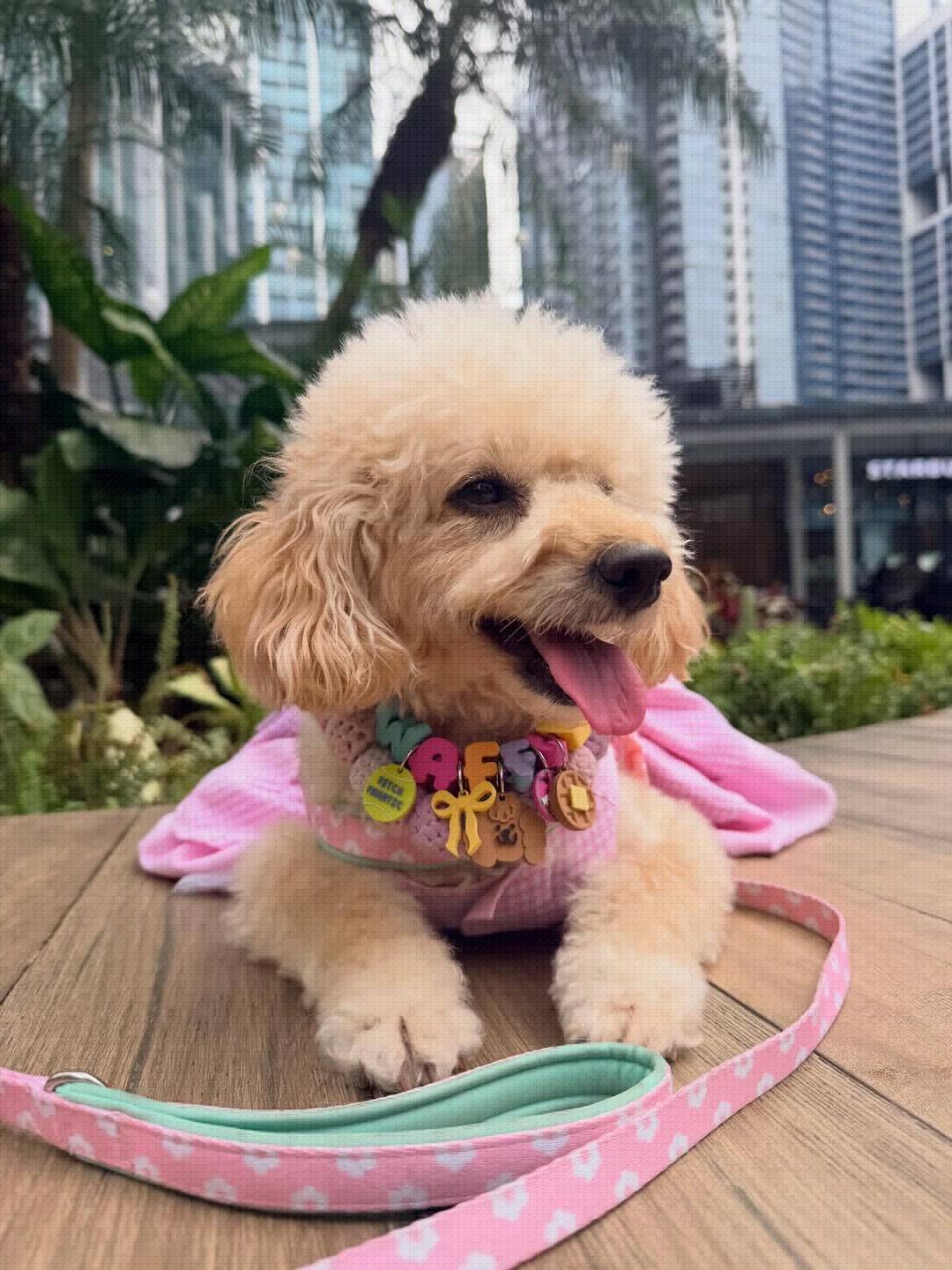 Poodle with accessories at Uptown Bonifacio